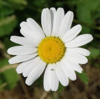 Chamomilla recutita flower