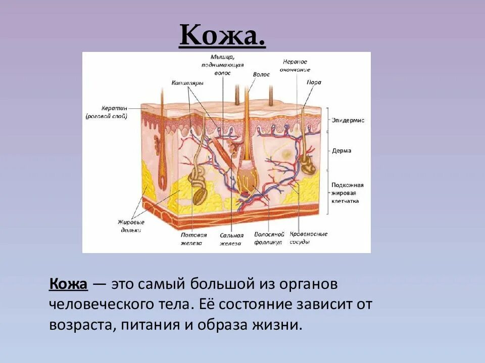 Гистологическое строение кожи. Производные кожи волосы. Строение кожи, производные кожного покрова. Производные эпидермиса кожи. Ветвящиеся рога являются производными эпидермиса.