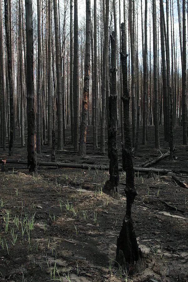 Лес гибнет. Лес после пожара. Деревья после пожара. Vtndsq KTC.