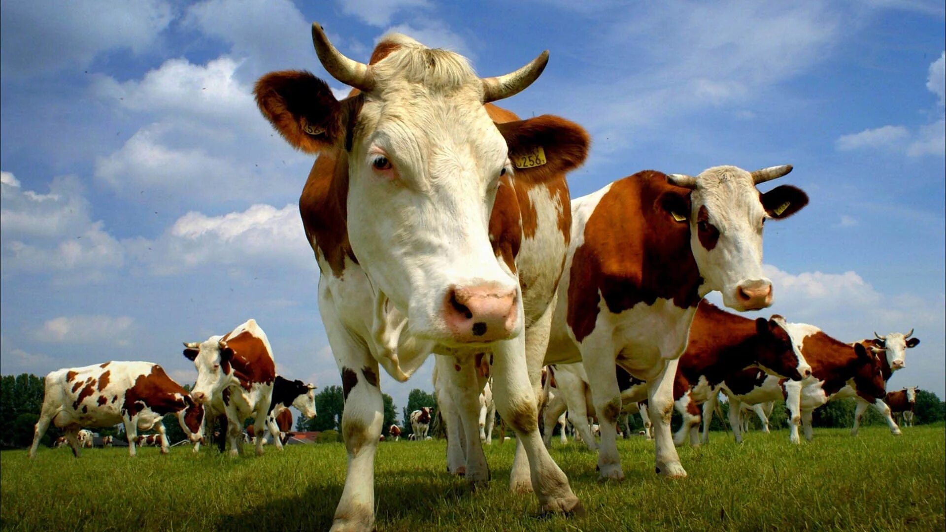 Крупный рогатый скот коровы. Хайленд бык теленок. Рогатый скот картинки. Крупно-рогатый скот. Рогатый скот картинки.