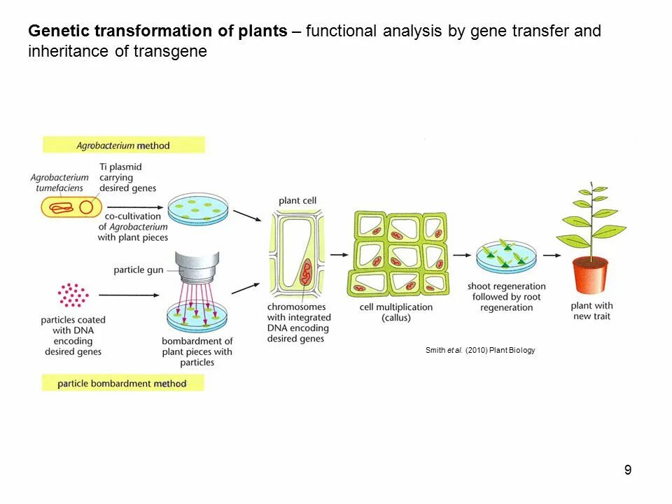 Plant physiology. Трансформация агробактерий. Plant Biology. Генетик трансформация.