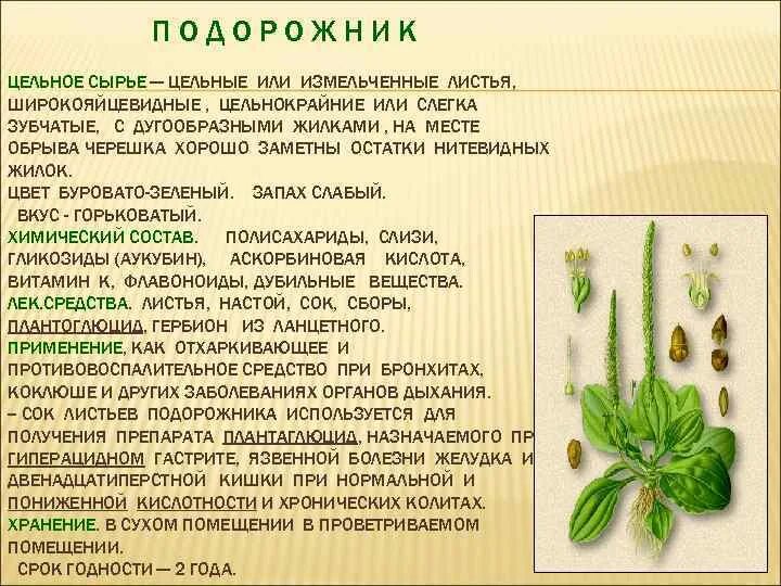 Подорожник большой описание CoffMachines.ru