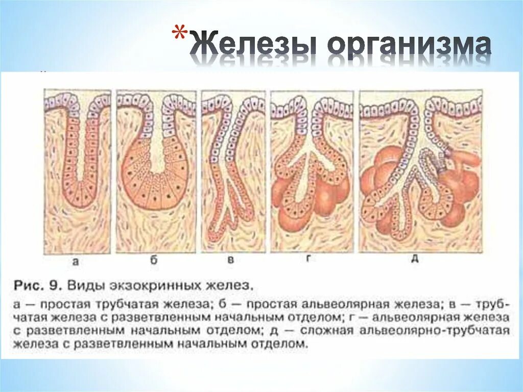 Трубчато альвеолярные железы железистый эпителий. Простая трубчатая железа. Альвеолярная трубчатая трубчатая железа. Экзокринные железы трубчатые альвеолярные.