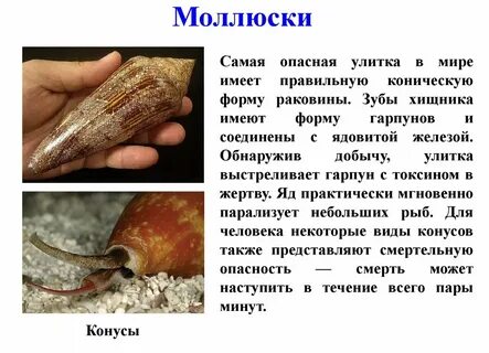 Году моллюск