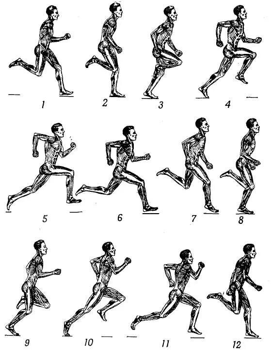 Названия движений человека. Правильная биомеханика бега. Фазы бега анатомия. Биомеханика ходьбы и бега. Биомеханика спринтерского бега фазовый.