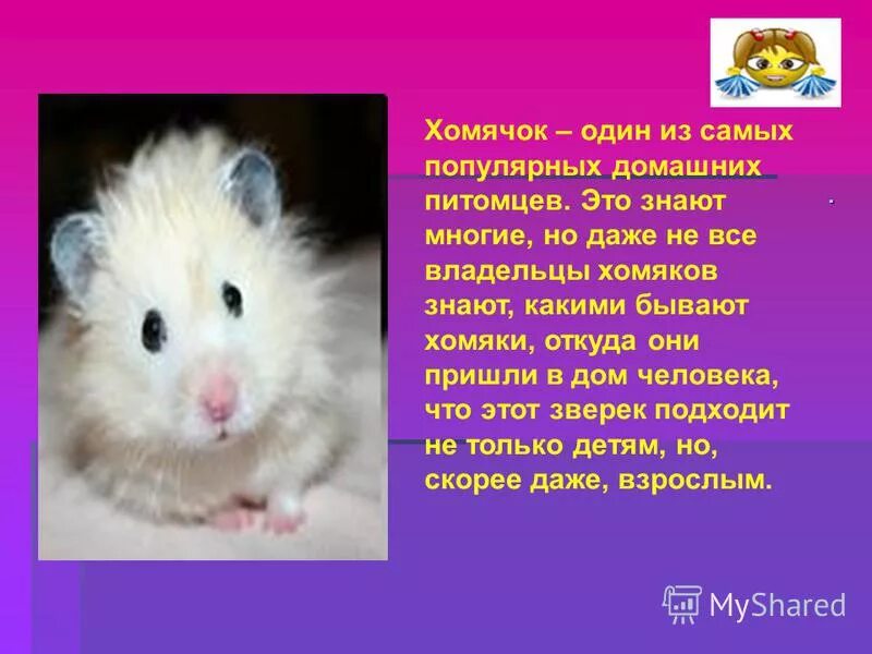 Как можно назвать хомяка девочку. Имя для хомяка. имя для хомяка мальчика. имена для хомячков мальчика. имена для хомячков мальчика и девочки.
