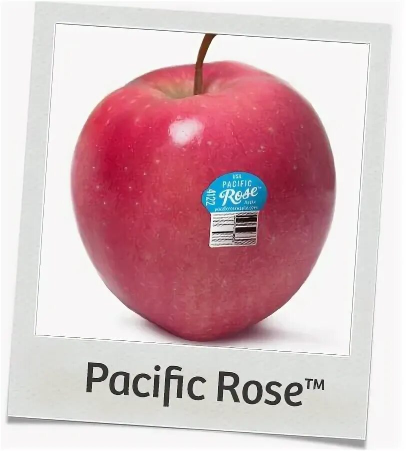Яблоки Пасифик Роуз. Сорт яблок Пасифик Роуз. Pacific Rose Enza яблоко.