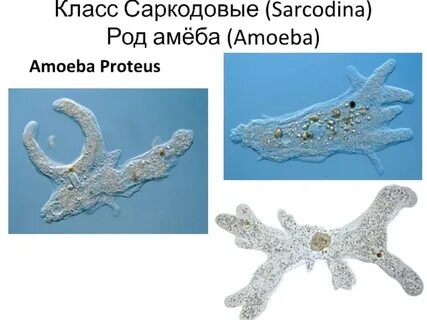 Амеба протей форма