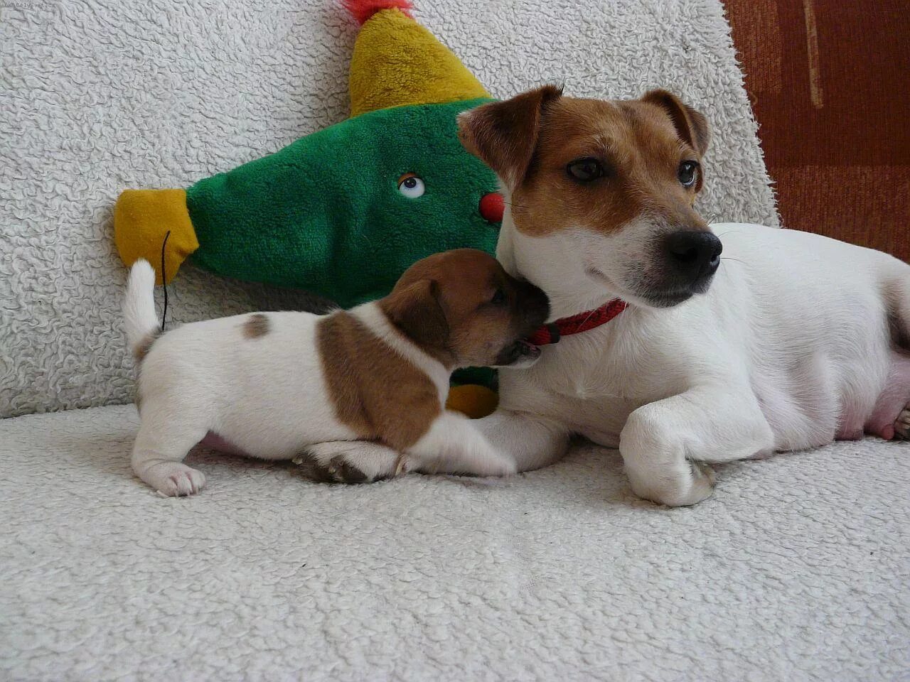 собака девочка джек