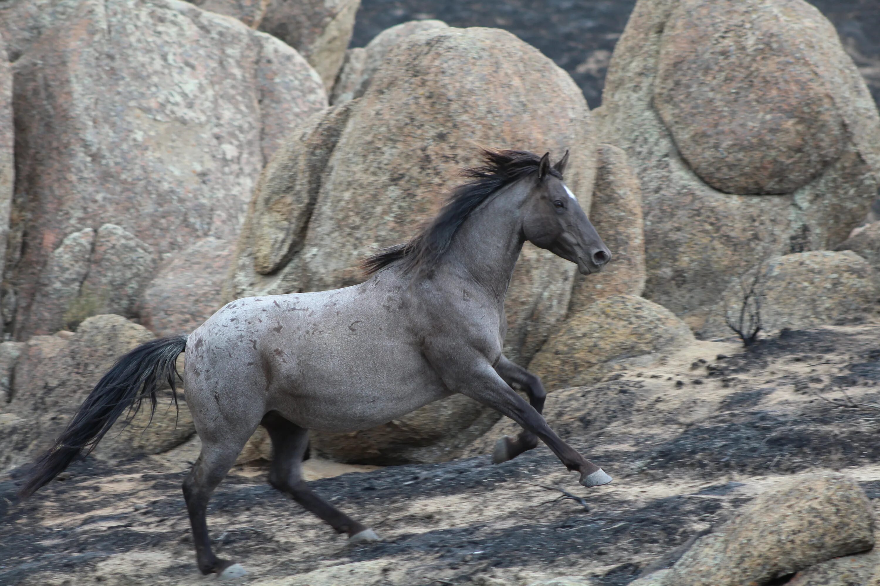 Дикие лошади в Крыму. Дикая черная лошадь. Серая лошадь (батарея). Дикая лошадь на дыбах. Дикая лошадь из азии 5 букв сканворд