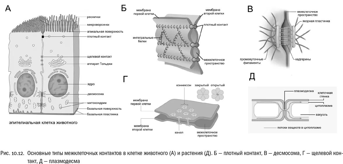 Химические изменения клеток. Межклеточные контакты гистология схема. Схема строения межклеточных контактов. Схема строения межклеточных контактов разных типов гистология. Типы межклеточных соединений.