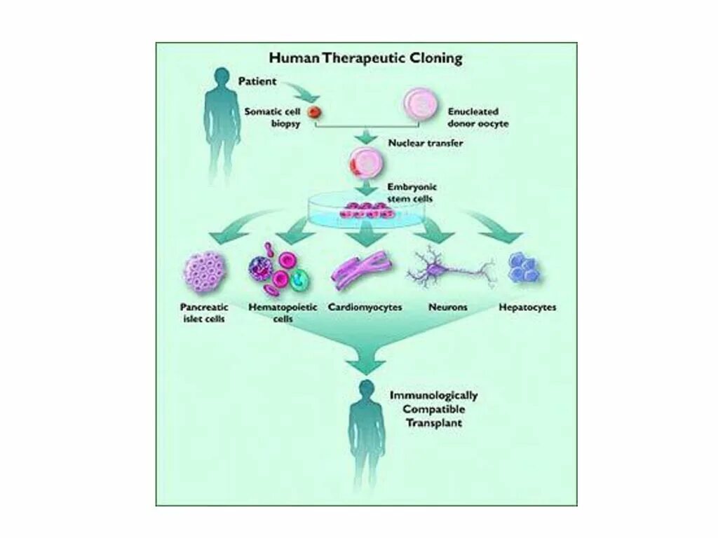 Клон клеток это. Стволовые клетки клонирование. Терапевтическое клонирование. Терапевтическое клонирование органов и тканей. Терапевтическое клонирование стволовых клеток.