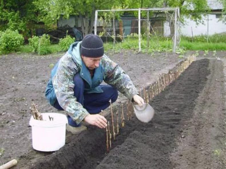 Где посадить виноград. Виноградные посадки. Виноградник на участке посадка. Виноград на участке грядка. Место для посадки винограда.