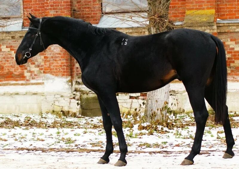 Pin by Lili on Lovak Horses, Equines, Eventing