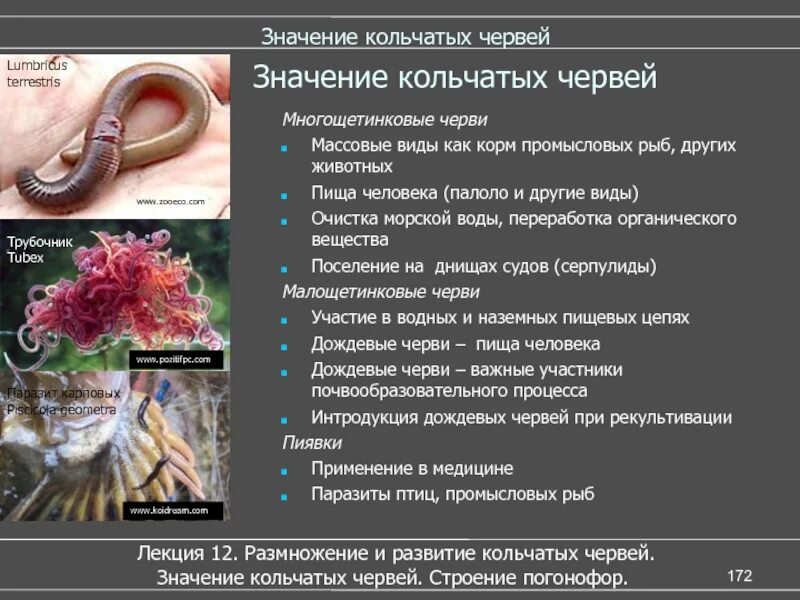 Значение в природе многощетинковых. Значение многощетинковых червей таблица. роль многощетинковых червей в природе и жизни. значение малощетинковых кольчатых червей. значение кольчатых червей.