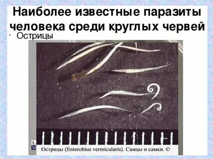 Острица тип