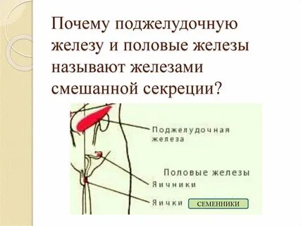 Где располагается половая железа