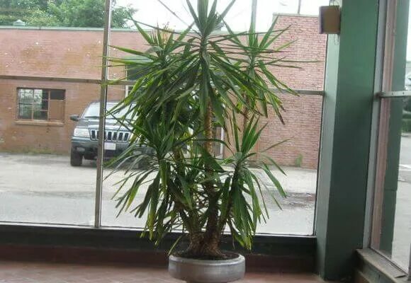 Обрезать юкку. Пальма юкка размножение. Обрезка юкки. Юкка взрослая обрезание. Юкка омоложение.