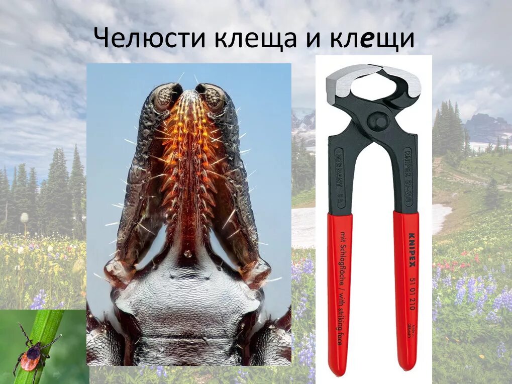 Хобот клеща. Хобот клеща