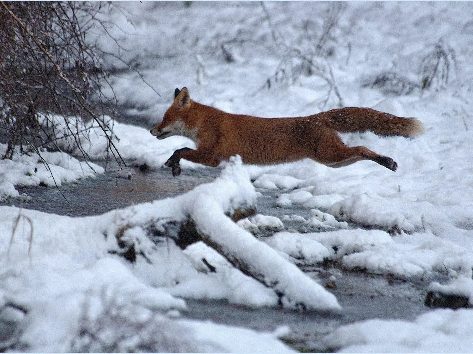 Лисица гонится за косулей скорость лисицы 11. «Лиса в лесу». Лиса зимой. Лиса в прыжке. Лиса бежит.