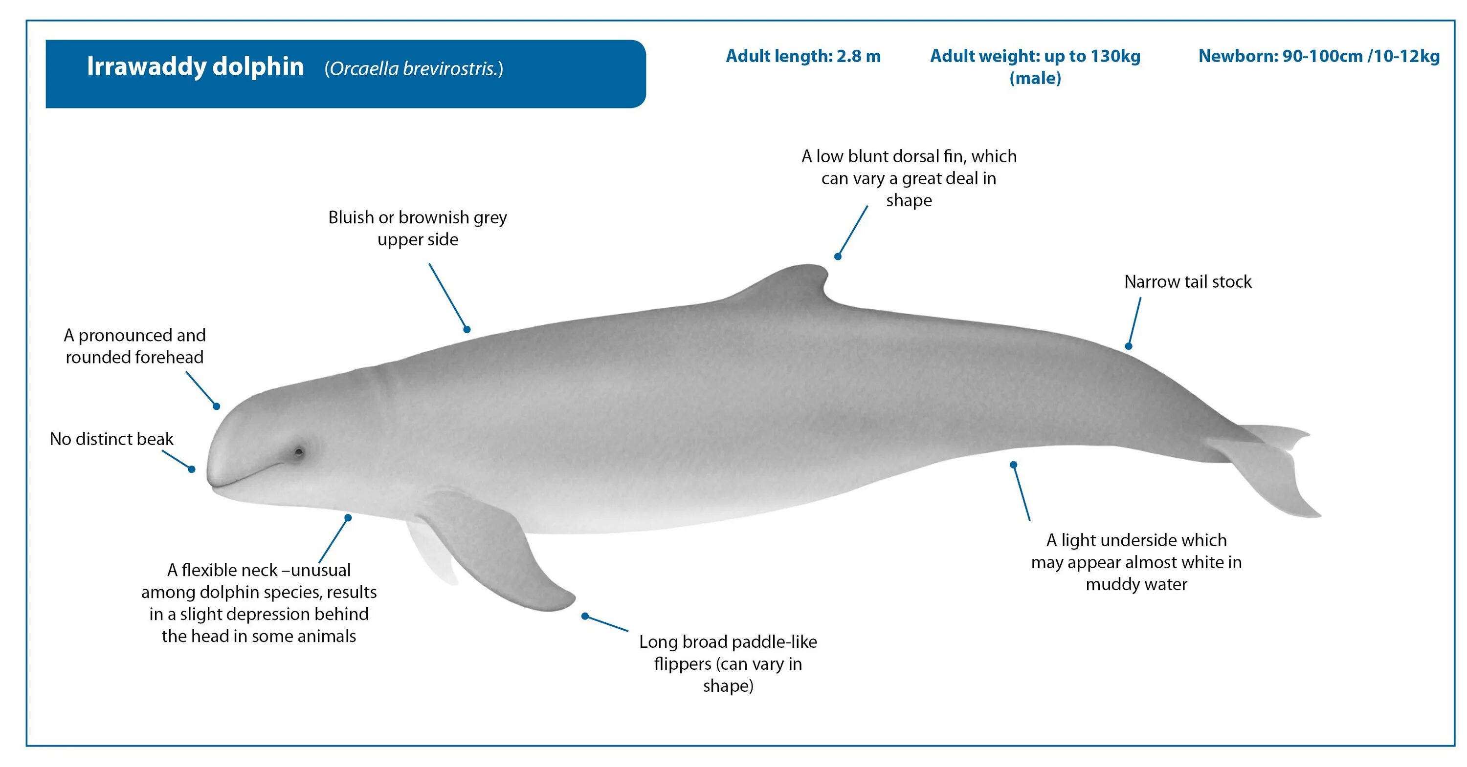 Внешний вид дельфина. Иравадийский Дельфин (Orcaella brevirostris). Размер дельфина в метрах. Дельфины половой орган. Dolphin api