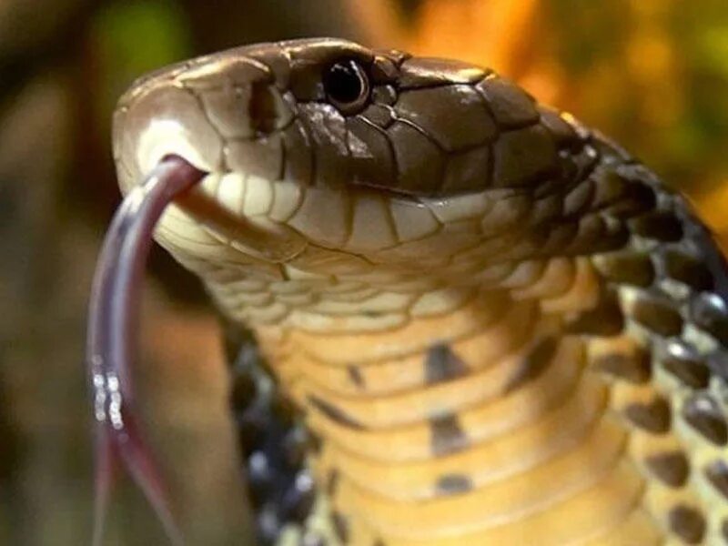 королевская кобра гамадриад. змея кобра королевская. почему кобра. почему кобра. апис королевская кобра.