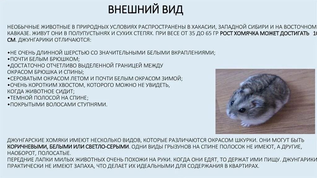 Джунгарик описание. Рассказ хомяк джунгарский. Джунгарский хомяк и сибирский. Джунгарский хомяк окраски. Интересные факты о хомяках домашних.