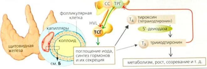 Тироксин ферменты. Схема выработки гормонов щитовидной железы. Схема образования тиреоидных гормонов. Схема образования гормонов щитовидной железы. Синтез гормонов щитовидной железы схема.