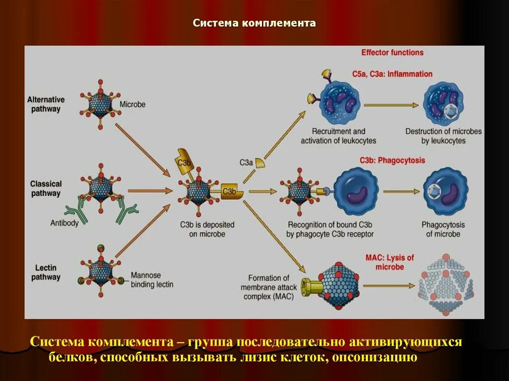 Комплекс комплемента. Строение белков системы комплемента. Система компонента иммунология. Иммуноглобулины и система комплемента. Система комплемента с5.