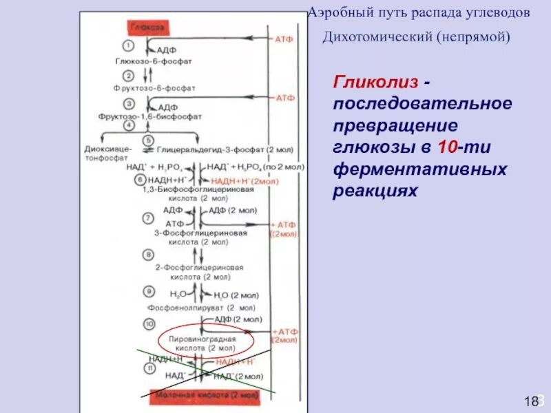 Пути распада. Дихотомический путь окисления Глюкозы биохимия аэробный. Схема реакции аэробного гликолиза Глюкозы. Аэробный дихотомический путь распада Глюкозы схема. Общая схема распада Глюкозы биохимия.