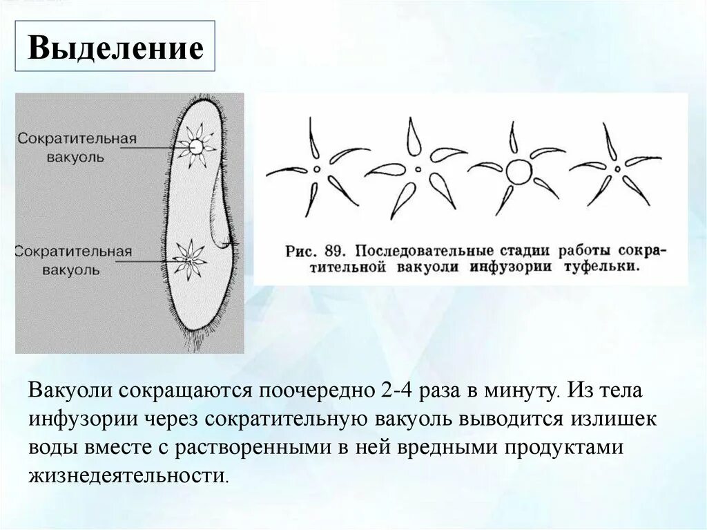 Какую функцию инфузории туфельки выполняет сократительная вакуоль. Инфузория туфелька выделение. Выделительная система инфузории туфельки. Сократительные вакуоли инфузории туфельки. Работа сократительной вакуоли у инфузории туфельки.