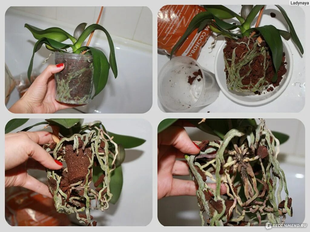 Пересадка орхидеи в домашних условиях после покупки