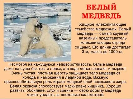 Белый медведь сообщение 4 класс окружающий