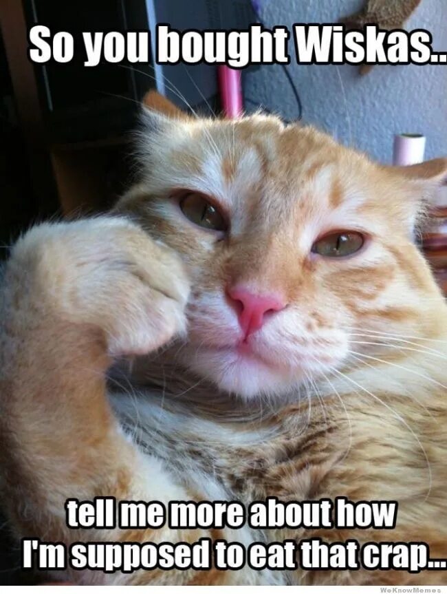 I don t have a cat. Silly cat meme. wanted cat. mem cat videos. are you silly cat meme.