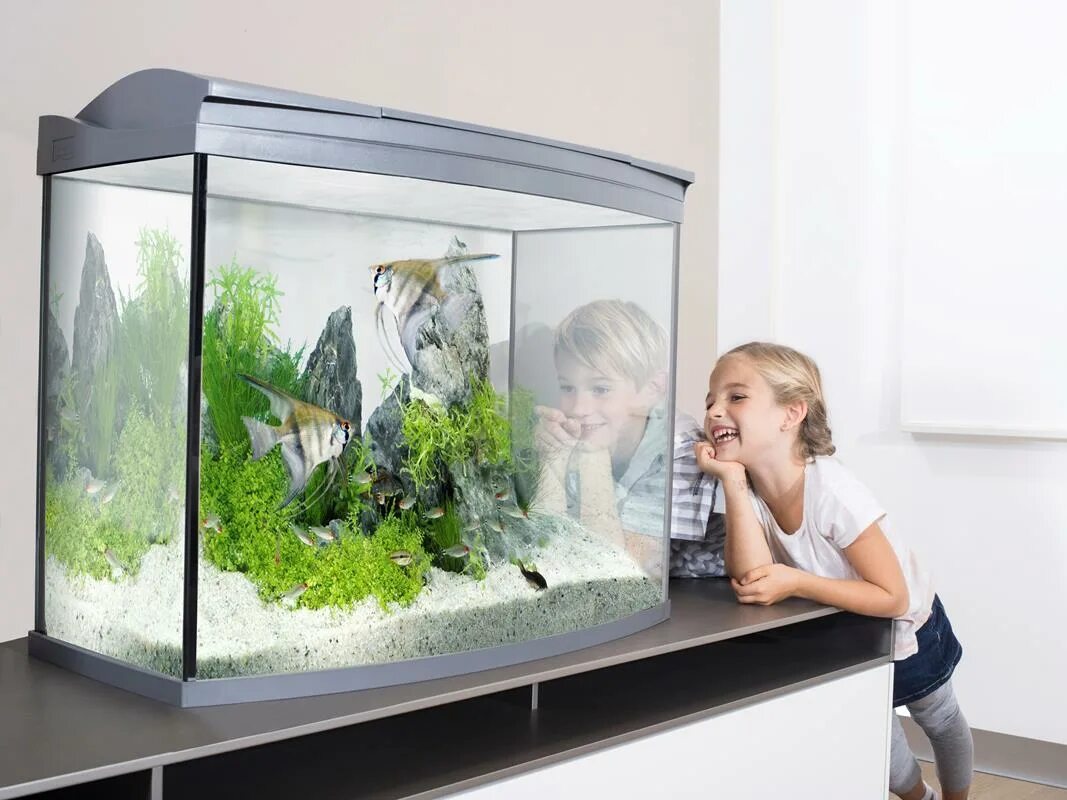 Aquarium 70x35x35. Маленькие аквариумы Tetra. Небольшой аквариум с рыбками. Маленький аквариум в интерьере. Какие рыбки подходят для аквариума