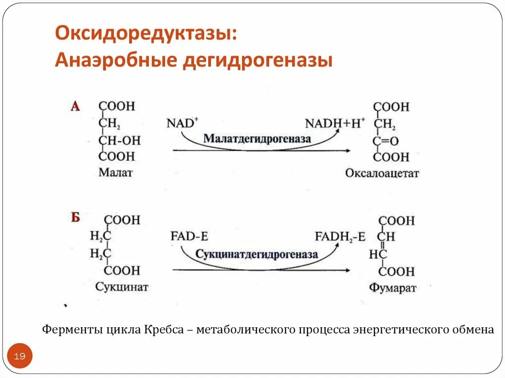 Аэробные дегидрогеназы реакции. 2 Реакции, катализируемые ферментами класса оксидоредуктаз. Оксидоредуктазы (анаэробные дегидрогеназы. Дегидрогеназы реакции. Химическая реакция катализируемая ферментом