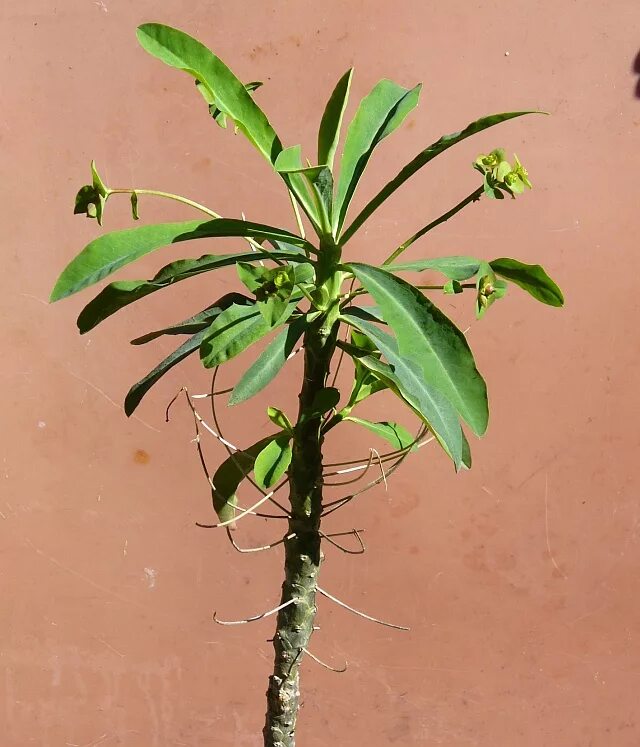 Молочай виды. Euphorbia bubalina. молочай. эуфорбия пальма. молочай, кротон, эуфорбия.