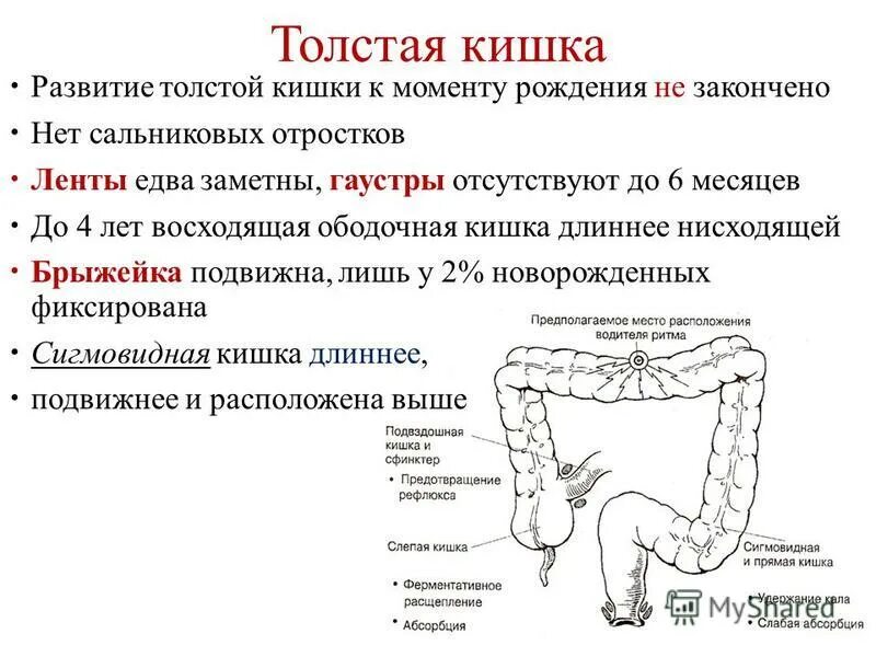 Структуры стенки толстого кишечника. Строение слизистой оболочки кишки гистология. Строение стенки ободочной кишки. Эпителий сигмовидной кишки. Строение толстой ободочной кишки.