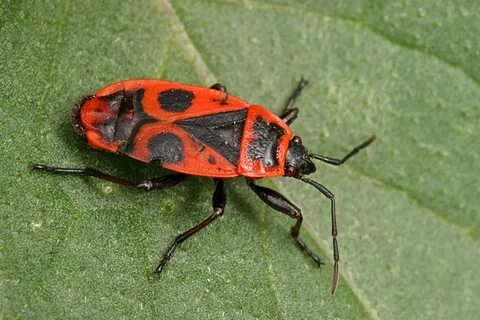 How bug
