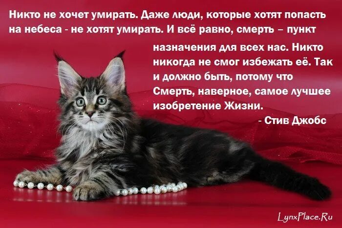Человек и кот цитаты. Мудрость о котах. цитаты про смерть кошки. высказывания о кошках. афоризмы про кошек.