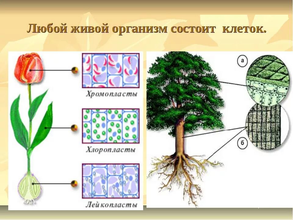 Организмы состоят из множества. Организм состоит из клеток. Любой живой организм состоит из клеток. Растения состоят из клеток. Клетка состоит из.