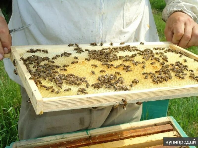 Купить мед в ростове. Мед с личной пасеки. Мед прямо из пасики. Пчеловодство 2гис.