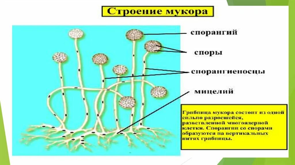 Мукор редуцент. Строение паразитических грибов. Паразитические грибы строение. Строение грибов паразитов. Грибы паразиты строение.