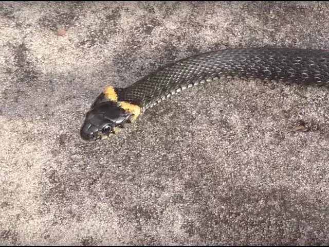 Черная с желтыми пятнами на голове. Змея гадюка черная с желтым ошейником. Чёрная змея с жёлтыми полосками. Змея с желтыми полосками на голове. Черная змея с желтой полосой.