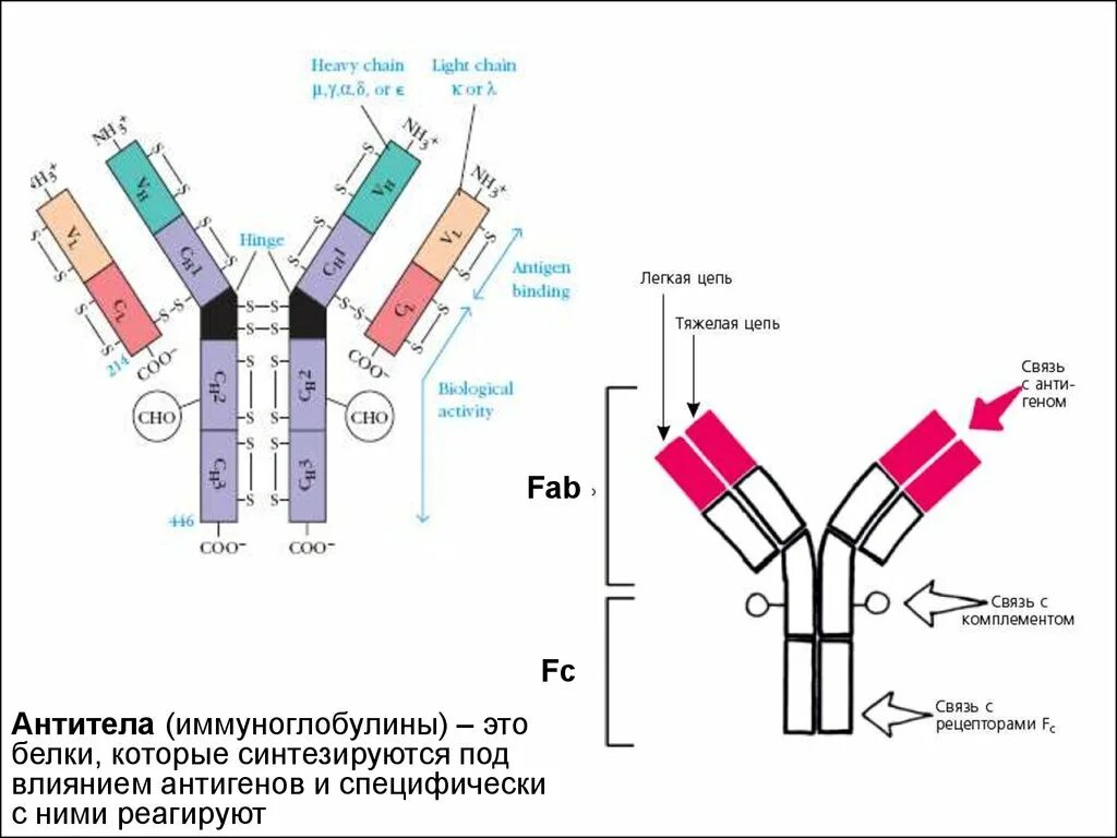 Тяжелые цепи иммуноглобулинов. Легкая и тяжелая цепь иммуноглобулина. Иммуноглобулин d. Fab иммуноглобулин.