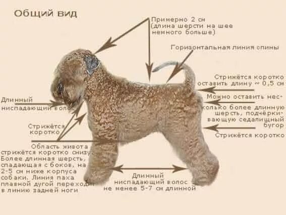 Описание шерсти собаки. Типы шерсти у собак. Описание таксы. Шерстяной покров собаки. Характеристики шерсти собак.