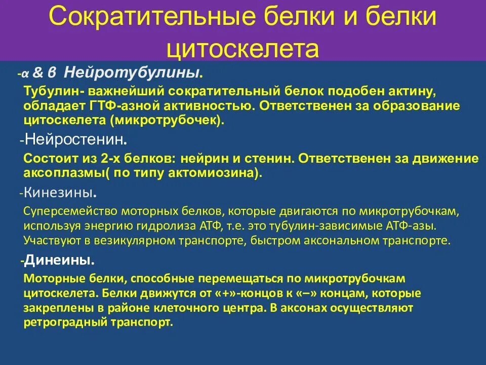 Сократительную функцию выполняет белок