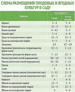 Какое расстояние между вишнями