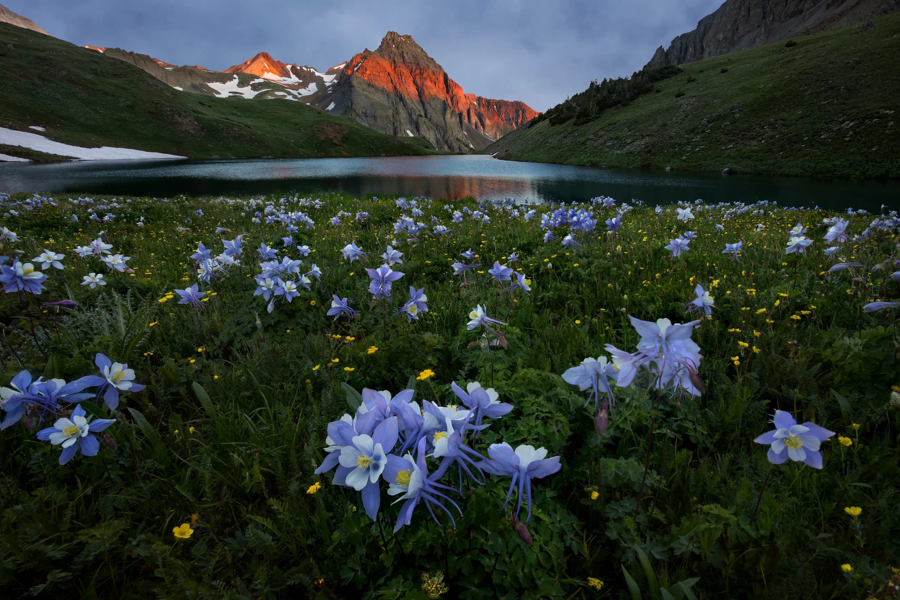 Flower nature. Флауэр монтейн. Альпийские Луга Камчатки. Альпийские Луга Алтая. Ергаки подснежники.