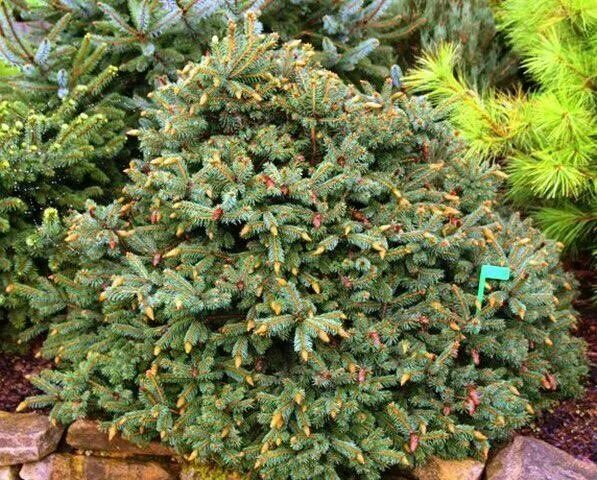 тсуга канадская "jeddeloh" (джедделох). ель колючая херман нау. ель любит влажную почву. ель omorika 'karel'. мульчирование туй смарагд.